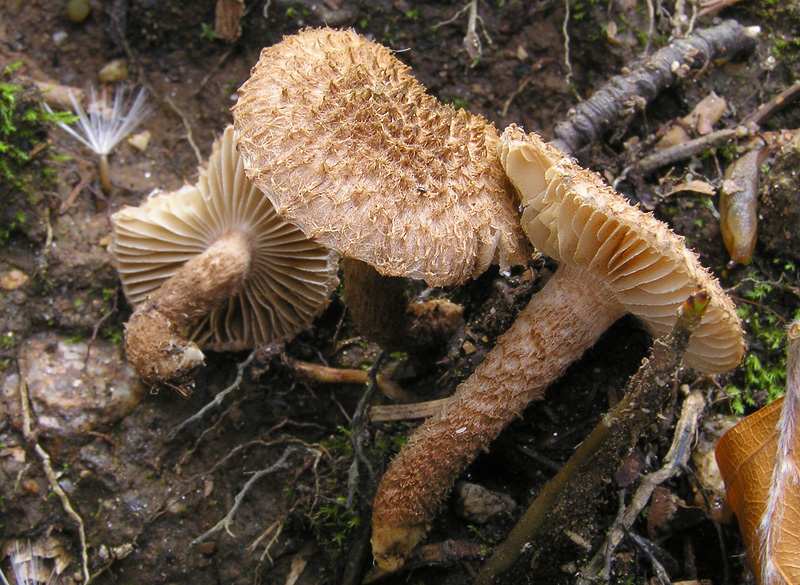 Inocybe hystrix